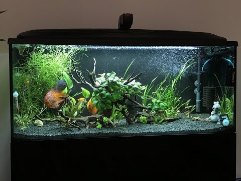 Видео: Интерактивный аквариумный туризм Сезон 4 Выпуск 22 - Евгения Моисеева (Международные дискусы)