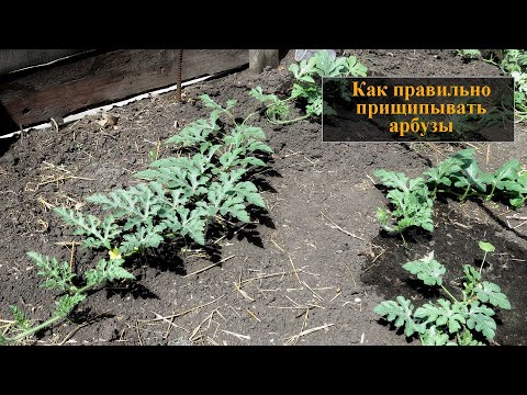 Видео: Прищипывание арбузов