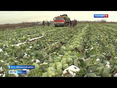 Видео: Капуста под снегом