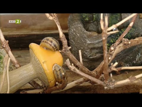 Видео: Чудните пътечки на охлювите, "№ 1 – Туризмът" - 28.05.2023
