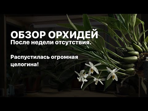 Видео: Оставил орхидеи на неделю без присмотра. Распустилась Coelogyne huettneriana🤩