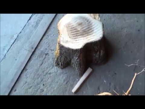 Видео: Изготовление  деревянных тарелок из пенька вяза. Часть 1