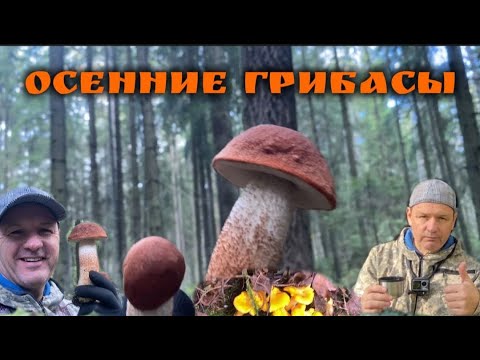 Видео: Грибы есть! Осень...тихая охота зашла! 