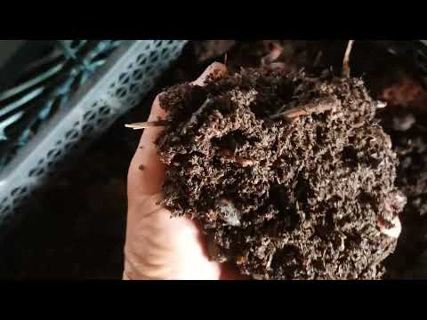 Видео: биогумус басынан аяғына дейінгі процес. 87479078658 Бахытжан