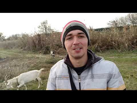 Видео: что выгодней корова или коза ?