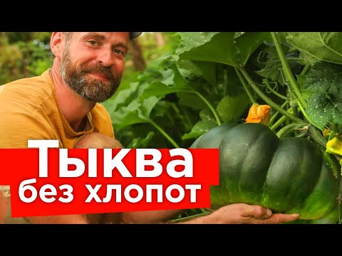 Видео: ОГРОМНЫЙ УРОЖАЙ ТЫКВЫ БЕЗ ПОДКОРМОК И ПОЛИВОВ! Как вырастить сладкие и крупные тыквы без ухода