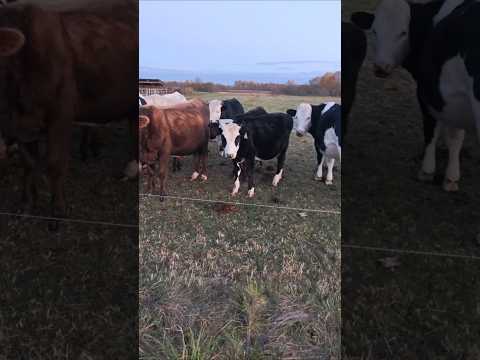 Видео: Панды средней полосы🐼🐼🐼