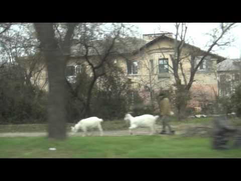 Видео: никому не принадлежишь