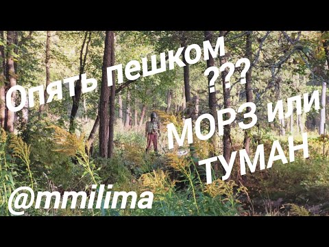 Видео: 8октября. Мороз или туман?Два дня как летом.Что с малиной...#дача #висагинас #литва #туман #мороз 
