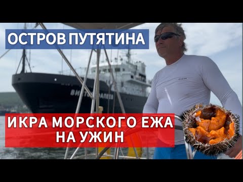 Видео: Икра морского ежа и скумбрия на ужин. На парусной яхте из Владивостока на остров Путятина. #sailing