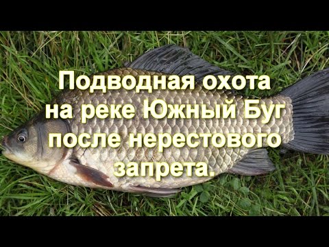 Видео: Подводная Охота на реке Южный Буг после нерестового запрета.