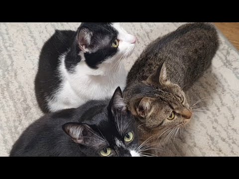 Видео: Красива банда🐈🐈‍⬛