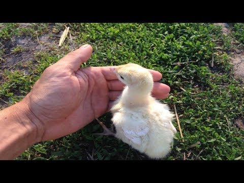 Видео: Выращивание бройлерных индюков Биг - 6 / Индюки за  6 месяцев 30 кг