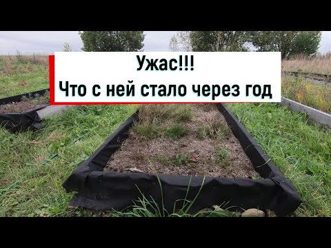 Видео: Клюква садовая спустя год // Как нельзя выращивать клюкву