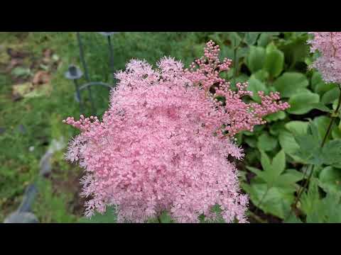 Видео: "Мне нравится..."