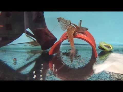Видео: Стурисома панамская. Содержание и разведение.