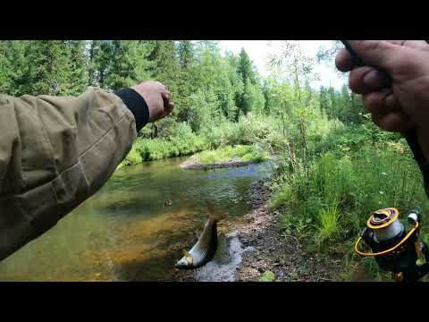 Видео: Хариус. Ходовая рыбалка! Июль 2023