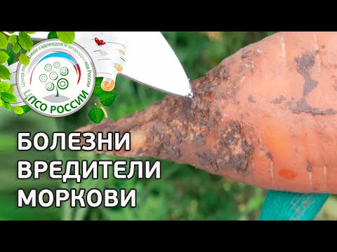 Видео: Болезни и вредители моркови. Защита моркови от вредителей и болезней.