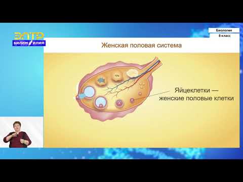 Видео: 8-класс | Биология  | Размножение и развитие