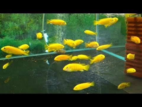 Видео: Лабидохромис Еллоу или цихлида-колибри /Labidochromis caeruleus/