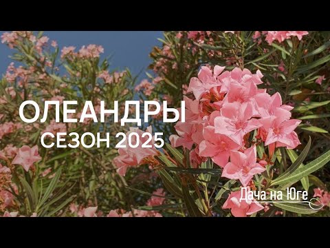 Видео: Дача на Юге - ОЛЕАНДРЫ -2025 СЕЗОН