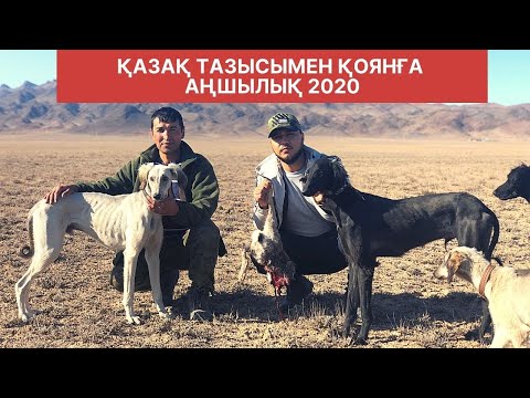 Видео: Қазақ тазысымен қоянға аңшылық 2020/Охота на зайца с тазы собакой 2020