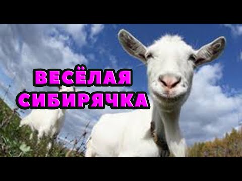 Видео: Коза удерживает молоко? зажимает и не доится. Как приучить козу к дойке. Как надоить больше молока?