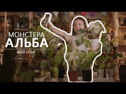 Видео: Монстера Альба: мой опыт выращивания 🌿✨