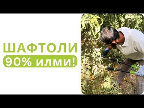 Видео: ШАФТОЛИ ЕТИШТИРИШНИНГ 90% ИЛМИ ШУ ВИДЕОДА!