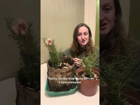 Видео: Обрезка розмарина