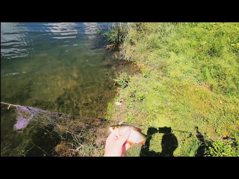 Видео: Рыбалка на дорожки 2023!!! С этой снастью вы без рыбы не останетесь!