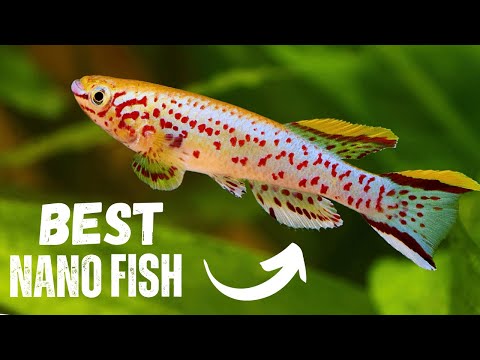 Видео: Лучшие нано-рыбки для вашего аквариума