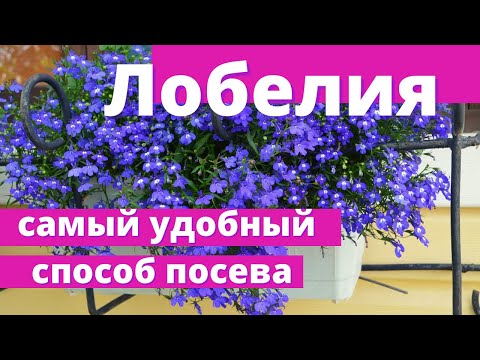 Видео: Забудьте про мучения с пикировкой. Супер способ посева лобелии без пикировки