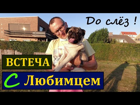 Видео: РАЗЛУКА и Встреча со ЩЕНКОМ. Мопс. Дрессировка, воспитание и уход.