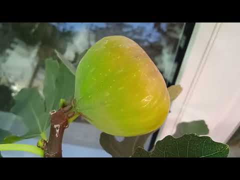 Видео: мучнистая роса на эуфорбии Мили