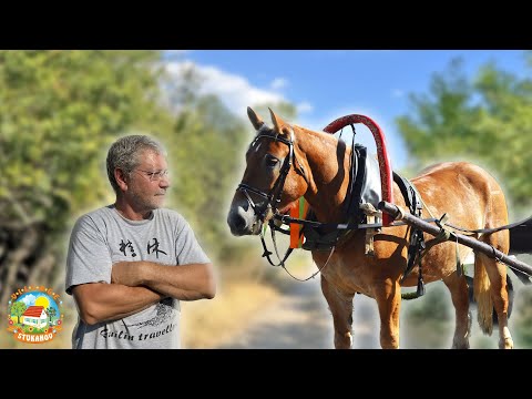 Видео: КУПИЛИ рабочую лошадку и СОРВАЛИ ДЖЕК ПОТ!!!