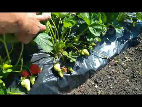 Видео: Клубника КСД,поздняя посадка,бугры агроволокно,результат.
