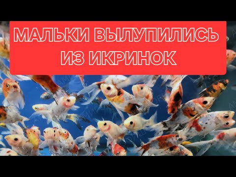 Видео: Мальки Комет вылупились из икринок!!!)))