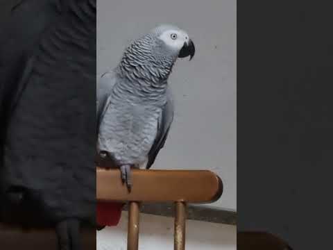 Видео: НУ КТО ТО КУСАЛСЯ, КИРА ЗНАЕТ, ЧТО ЭТО УЖАС!