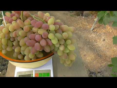 Видео: Виноград в Подмосковье