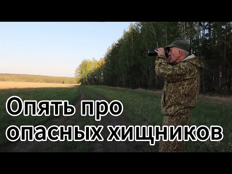 Видео: Опять про опасных хищников