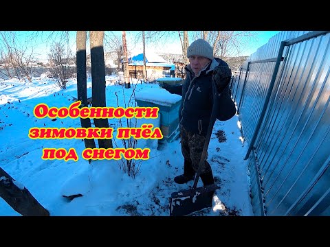Видео: ЗИМОВКА ПЧЁЛ НА ВОЛЕ, ЧТО НУЖНО СДЕЛАТЬ ДЛЯ ЛУЧШЕЙ ЗИМОВКИ