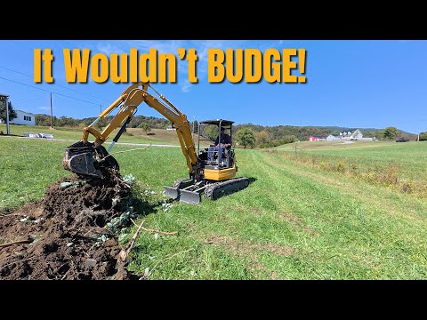 Видео: Вы не поверите, что было под этим старым пнем!