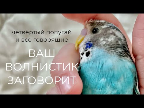 Видео: ВСЕ ВОЛНИСТЫЕ ПОПУГАИ ГОВОРЯТ | Ручные попугаи