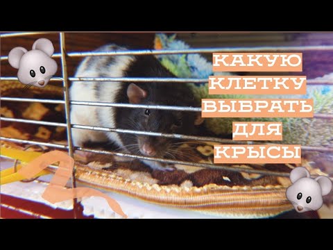 Видео: ВЫБОР КЛЕТКИ ДЛЯ КРЫС / КАКУЮ КЛЕТКУ КУПИТЬ ДЛЯ ДЕКОРАТИВНЫХ КРЫС?