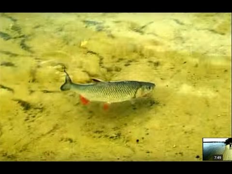 Видео: Ловля Голавля на майского жука с самоогружающимся поплавком . "О Рыбалке Всерьез" видео 2.