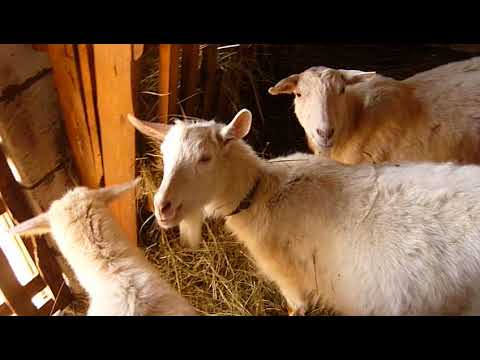 Видео: Плюсы без породных коз!Мнение сугубо личное!