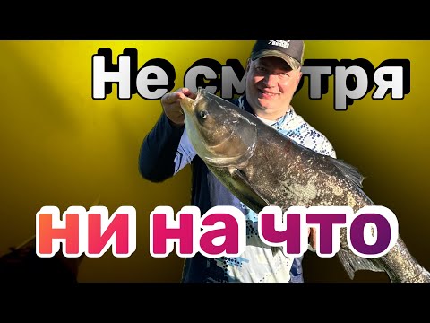 Видео: Подводная охота на ощупь. Такого еще не было.