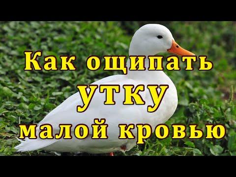 Видео: Когда  резать уток чтобы без пеньков? Как  быстро удалить колодку у утки. Взвешивание 55 и 60 дней