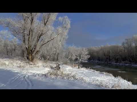 Видео: Зима. Мороз и солнце. Пение птиц. Звуки природы. Winter. Birdsong. Sounds of nature.